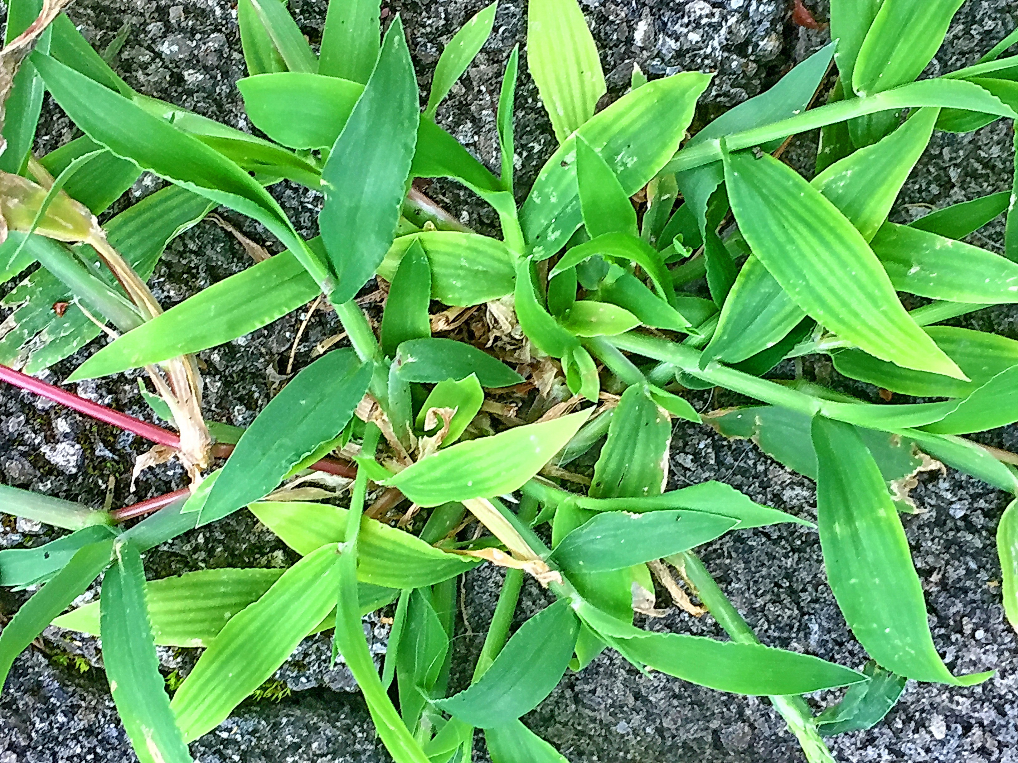 イネ科 メヒシバ 雌日芝 奥行き1mの果樹園 イネ科 メヒシバ 雌日芝 奥行き1mの果樹園