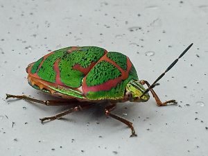 アカスジキンカメムシ