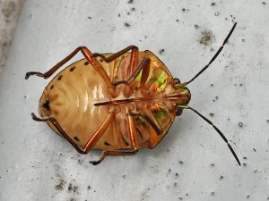 アカスジキンカメムシ