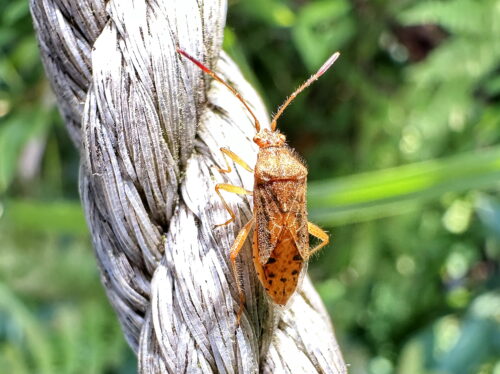 アカヒメヘリカメムシ♀