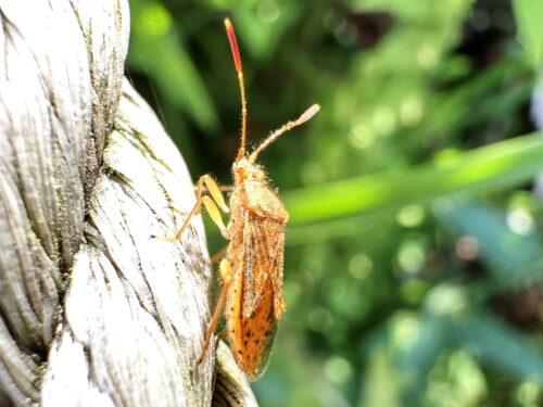 アカヒメヘリカメムシ♀