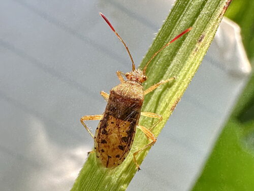 アカヒメヘリカメムシ♀