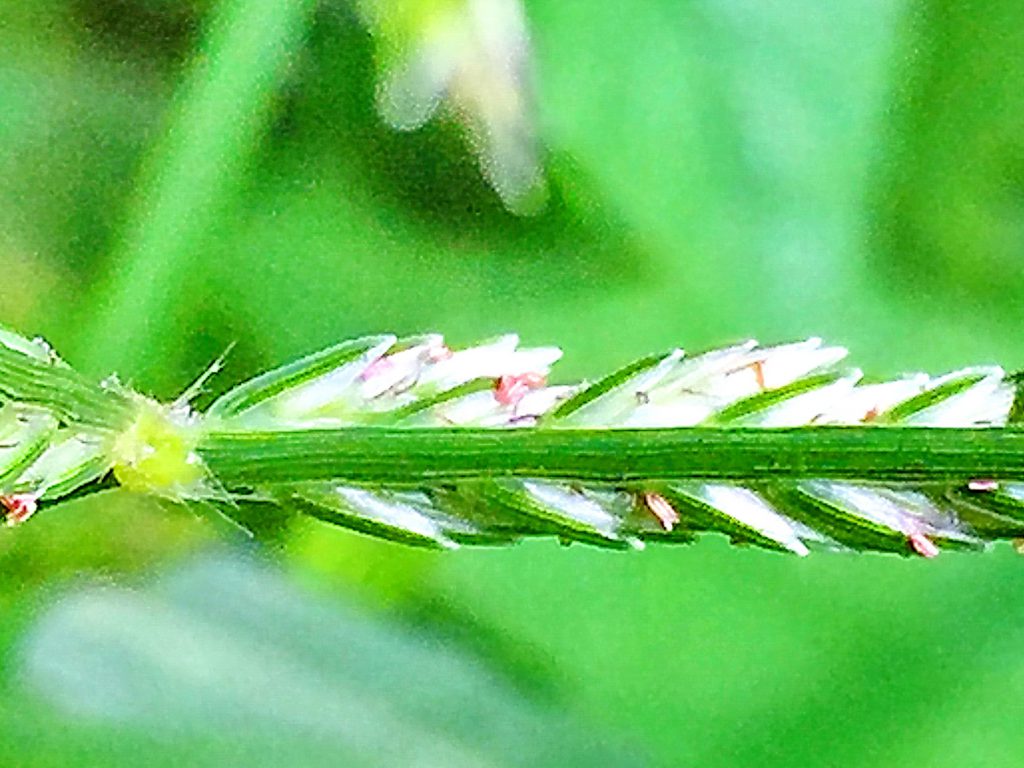 オヒシバ（雄日芝）の花穂の表側、２列に小穂を付けます
