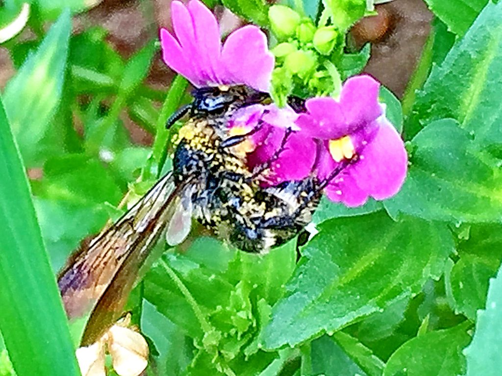 ネメシアの花粉だらけのニッポンヒゲナガハナバチ