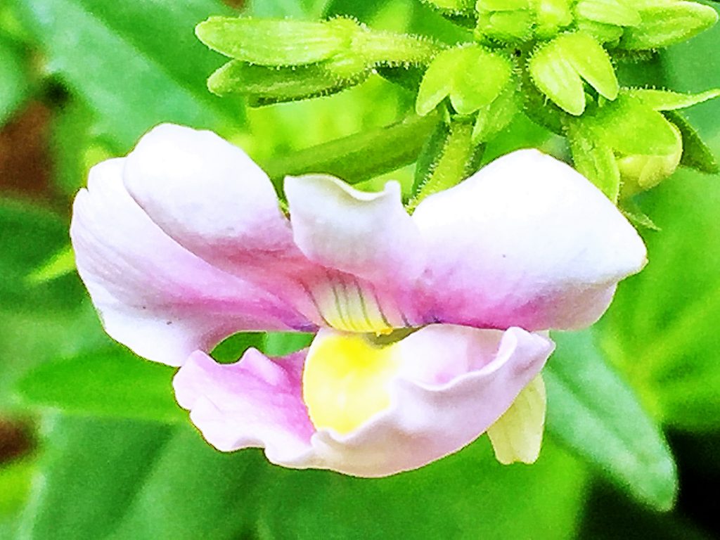 左右対称で筒状唇形の宿根ネメシアの花