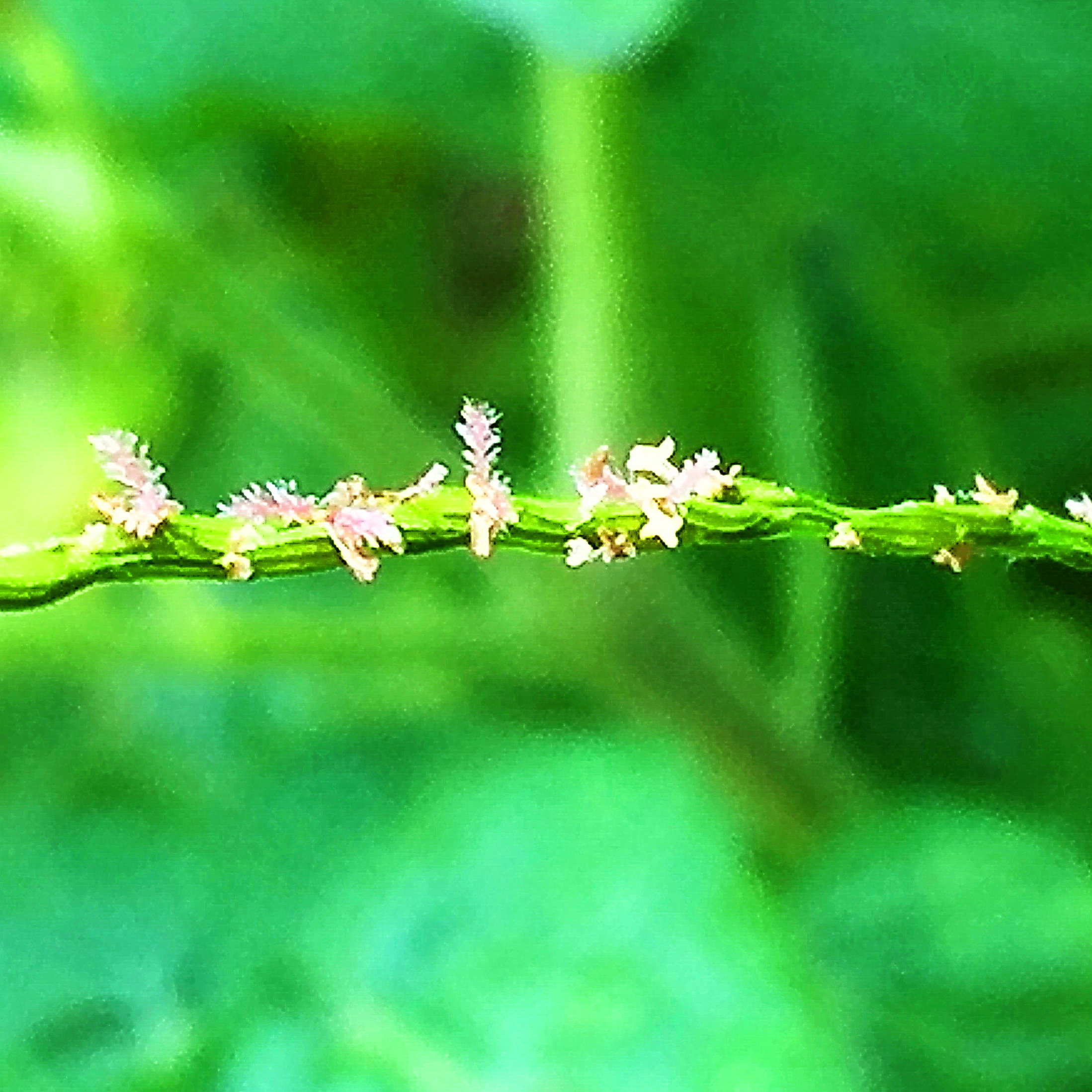 メヒシバ（雌日芝）の花