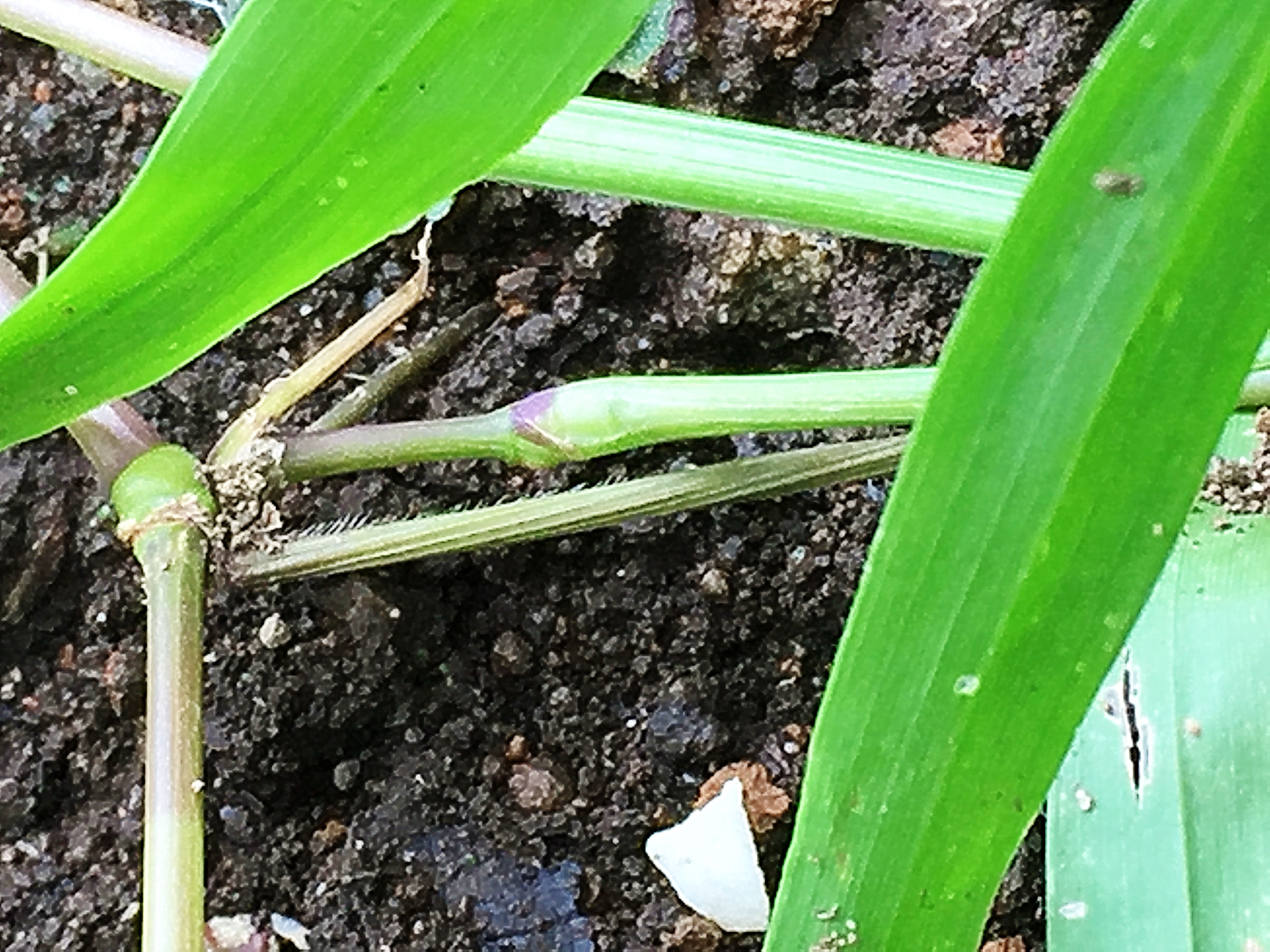 イネ科 ヌカキビ 糠黍 奥行き１ｍの果樹園