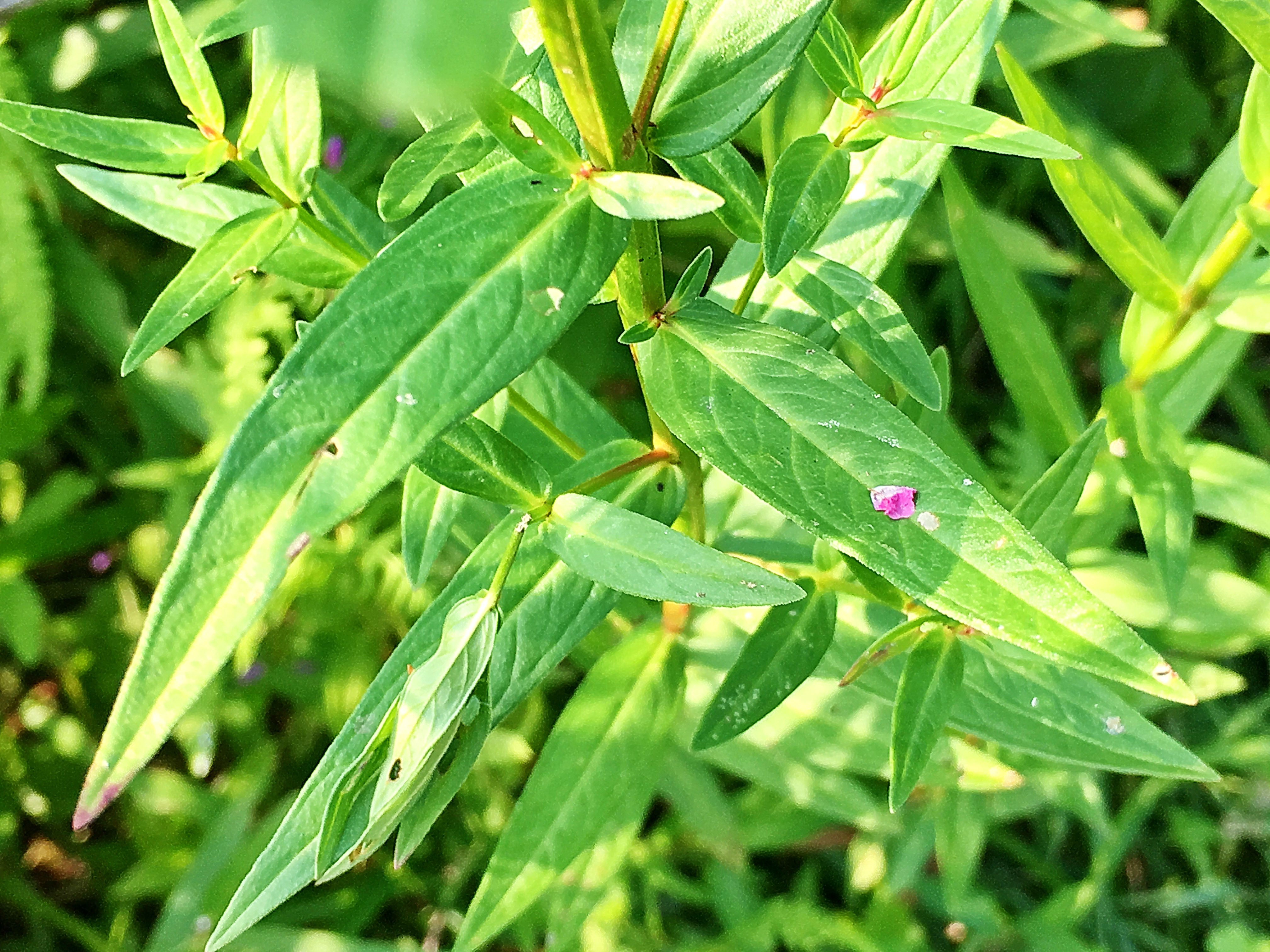 ミソハギ科 ミソハギ 禊萩 奥行き１ｍの果樹園