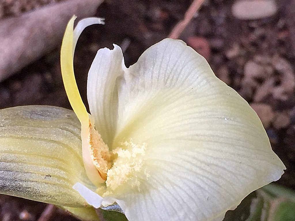 ショウガ科 ミョウガの花穂と偽茎 奥行き１ｍの果樹園