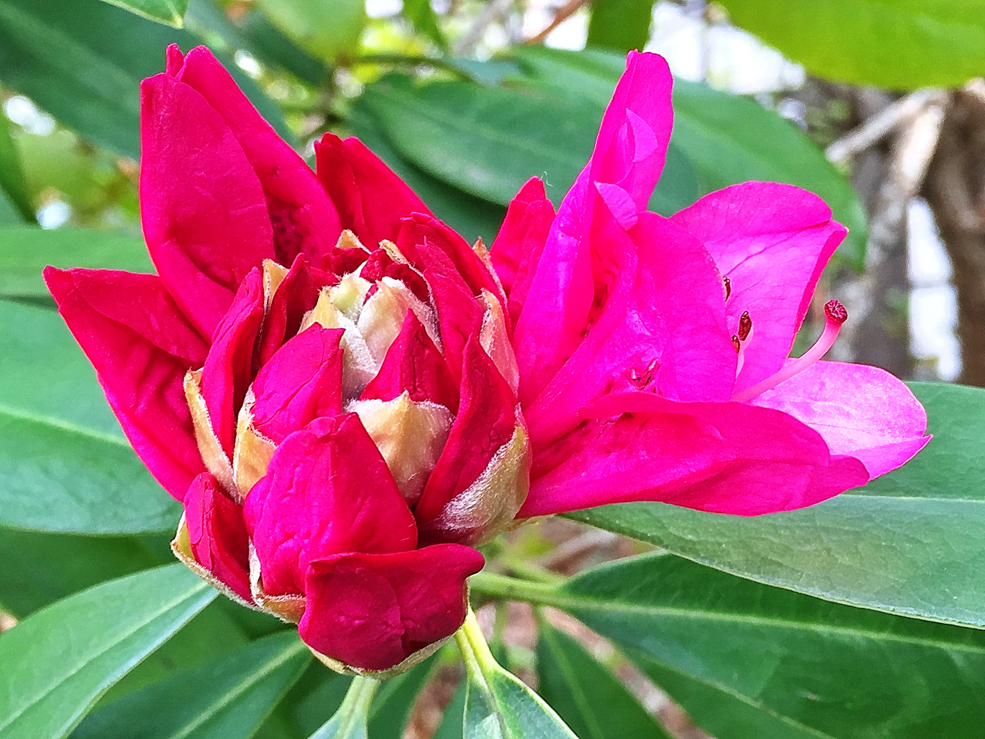 ツツジ科～セイヨウシャクナゲ（西洋石楠花） - 奥行き１ｍの果樹園