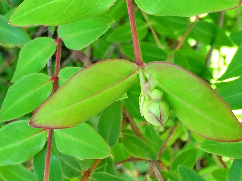 長楕円形で明るい緑色の、キンシバイ（金糸梅）の葉