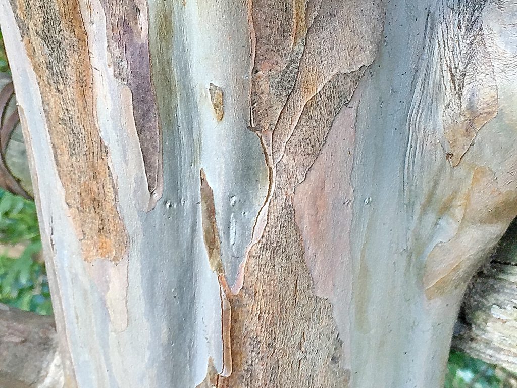 赤褐色のコルク層が薄くはがれ滑らかな木肌が美しいサルスベリの幹