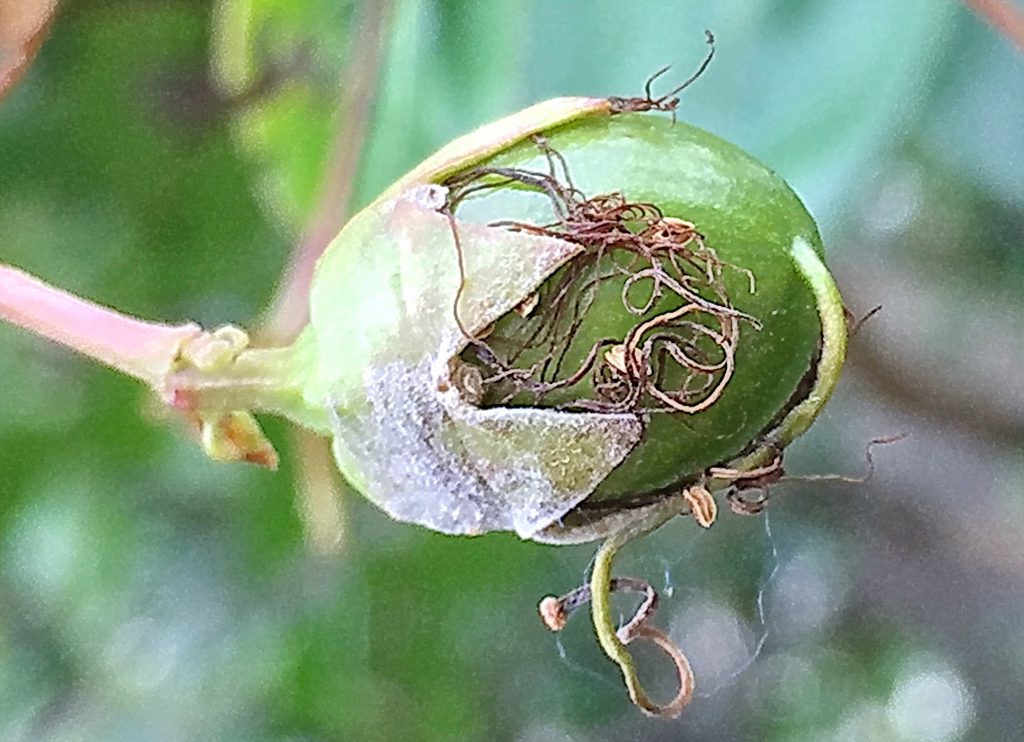 サルスベリの球形から楕円形の若い果実
