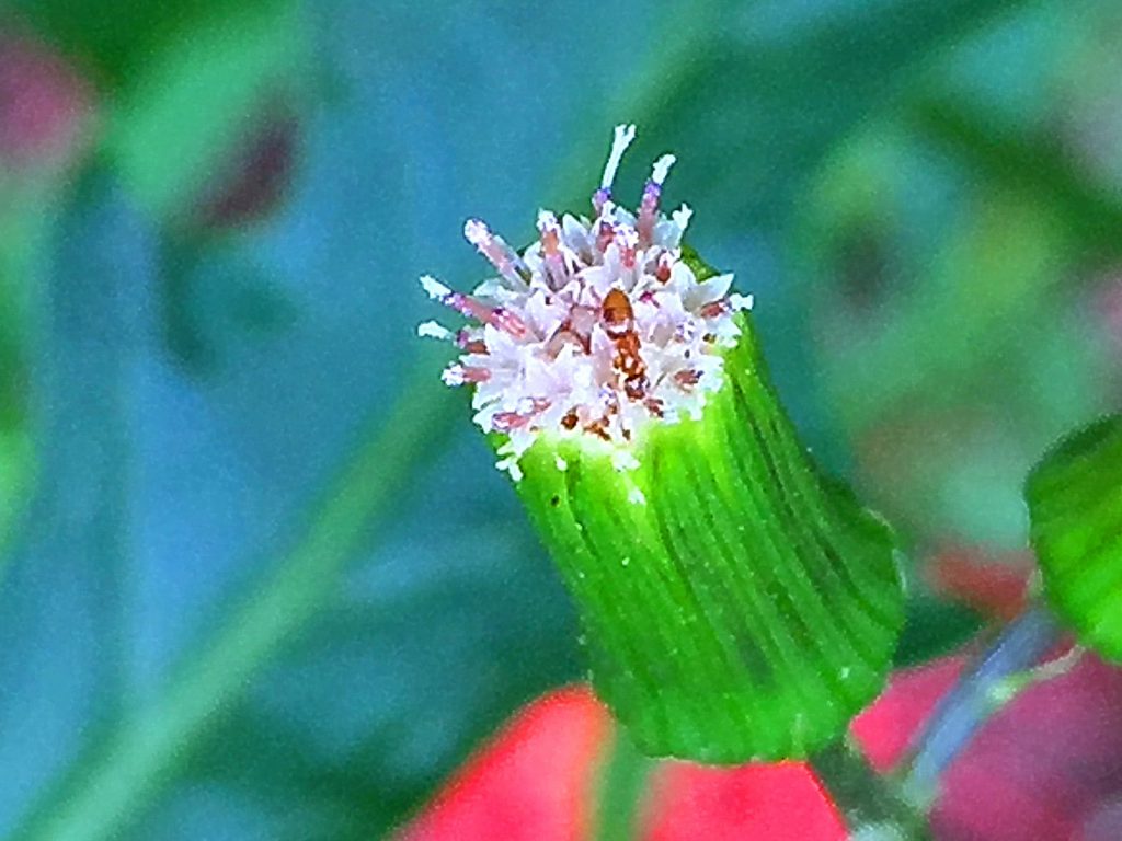 ダンドボロギク（段戸襤褸菊）の総苞内片は細く一列にきれいに並んでいます。
