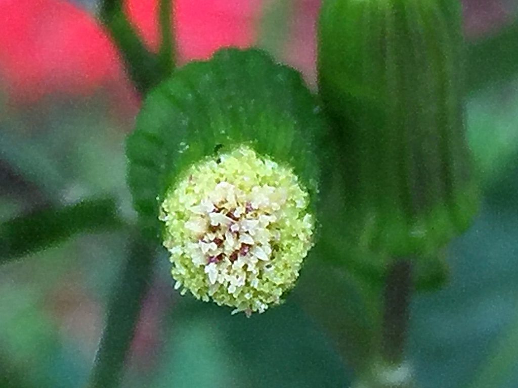 ダンドボロギク（段戸襤褸菊）の花