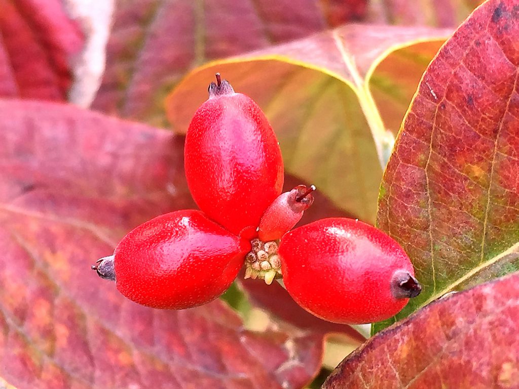 ハナミズキの赤く色づいた果実と紅葉