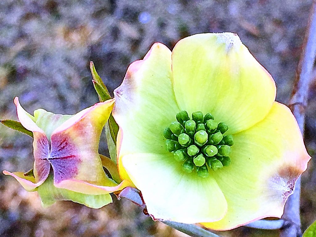 花弁のような総苞片、緑色の部分がハナミズキの花