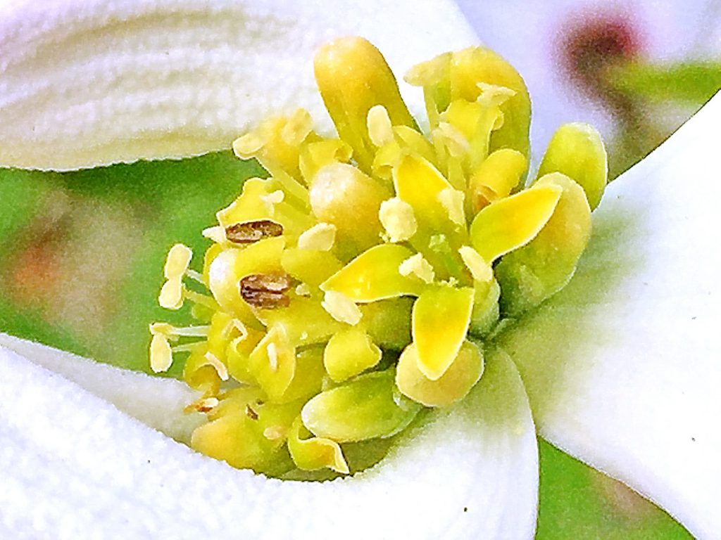 ハナミズキの緑ががった黄色の４枚の花弁