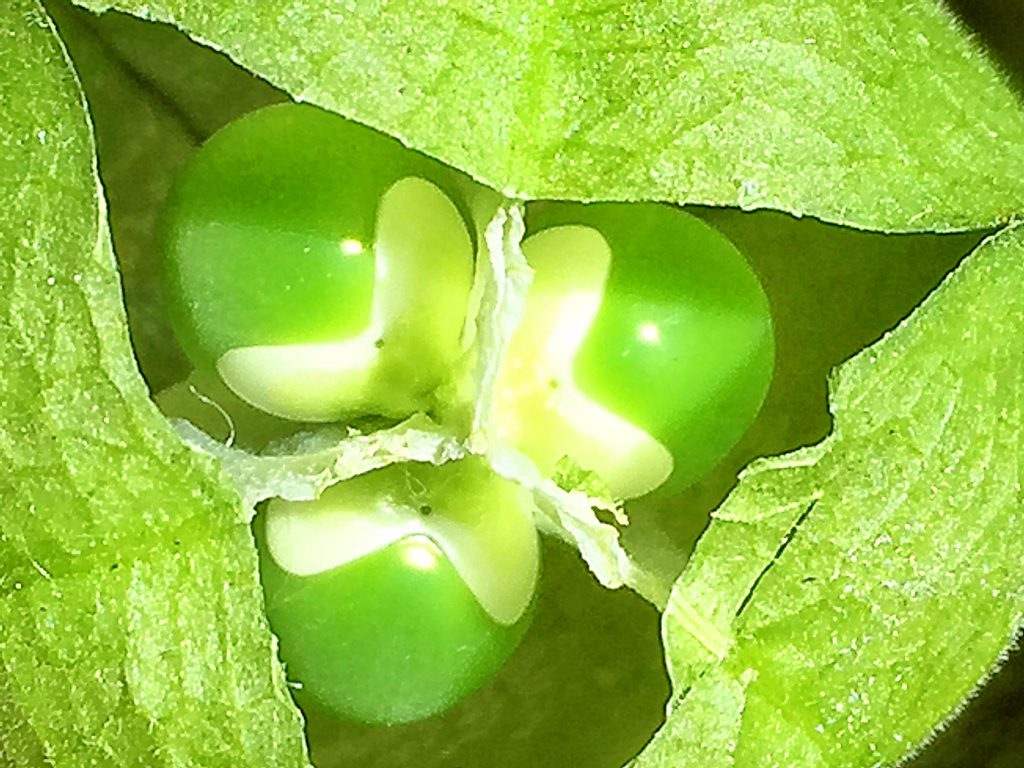 まだ未熟な薄緑色のフウセンカズラの果実
