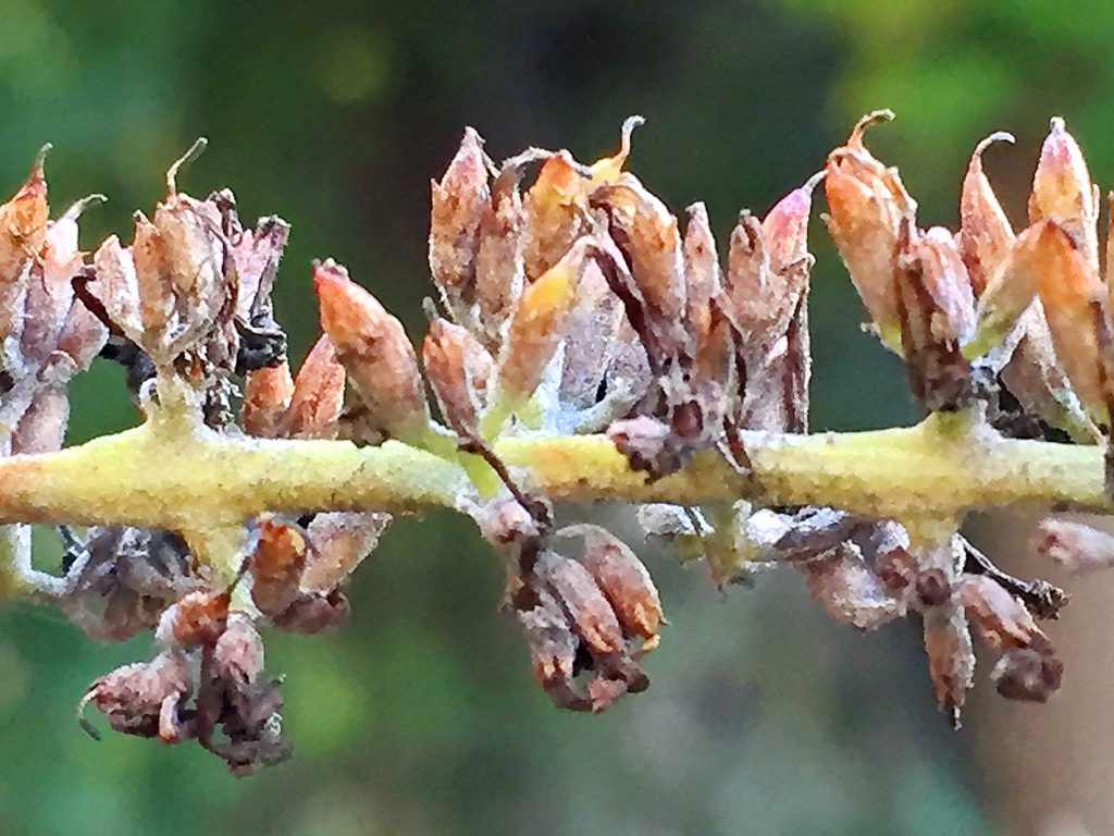 紡錘形で熟すと２裂、中に細かな種子が沢山入っているフサフジウツギの果実