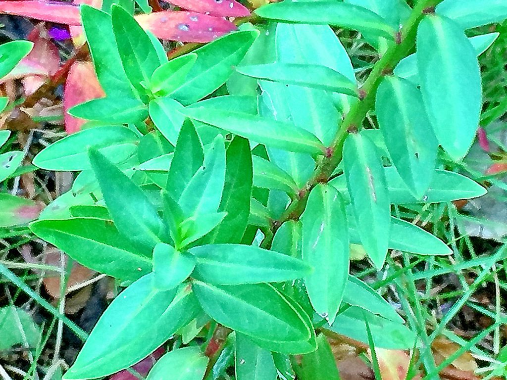 濃い緑色で十字に対生につき基部と先端が尖った披針形のミソハギ（禊萩）の葉