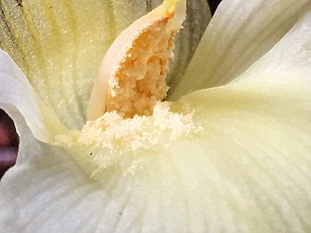 ミョウガの花、雄しべに花粉があふれている