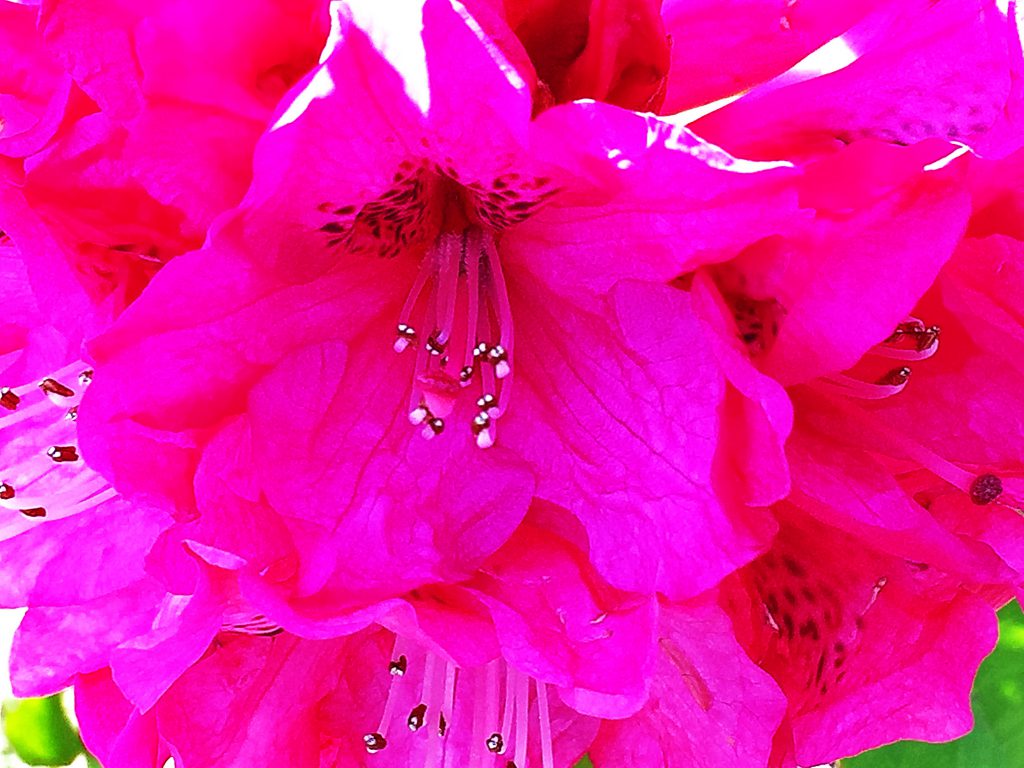 花木の女王、セイヨウシャクナゲ（西洋石楠花）