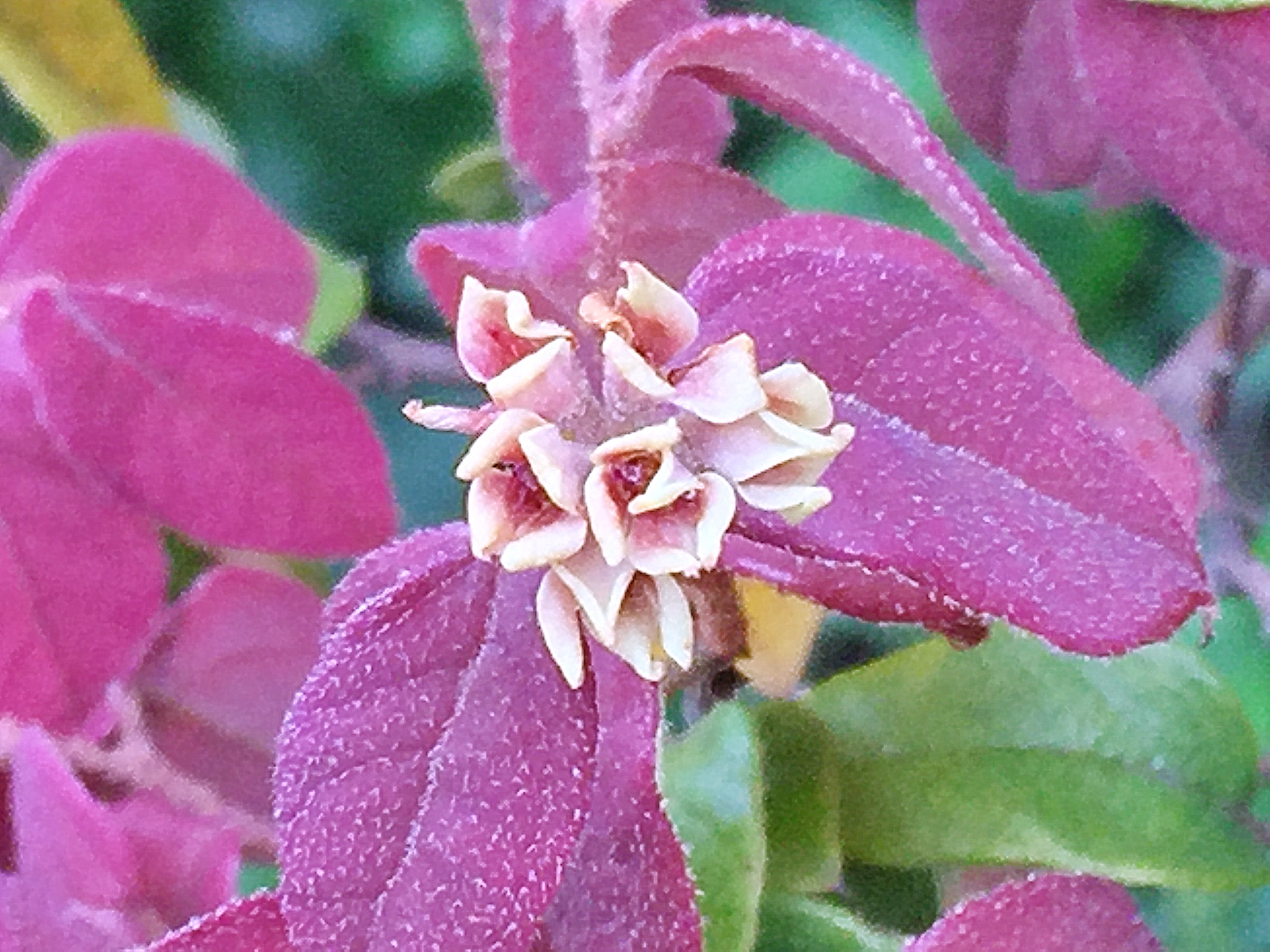 マンサク科 ベニバナトキワマンサク 紅花常盤万作 奥行き１ｍの果樹園