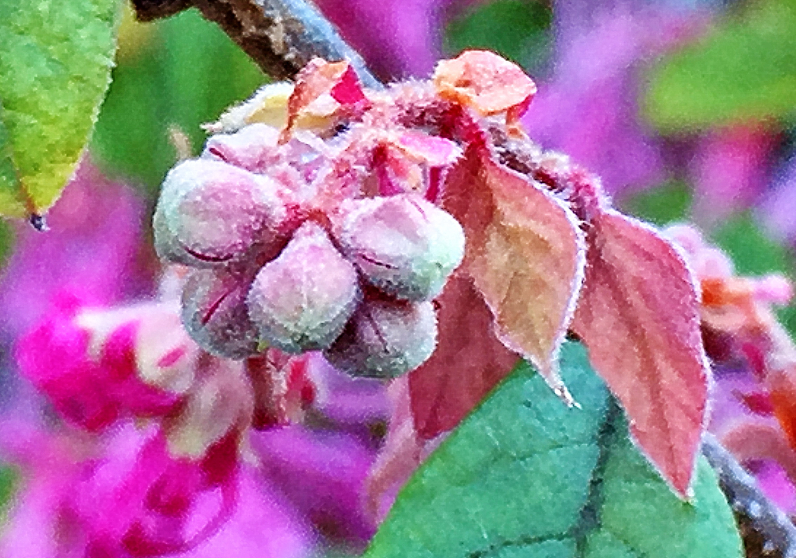 マンサク科 ベニバナトキワマンサク 紅花常盤万作 奥行き１ｍの果樹園