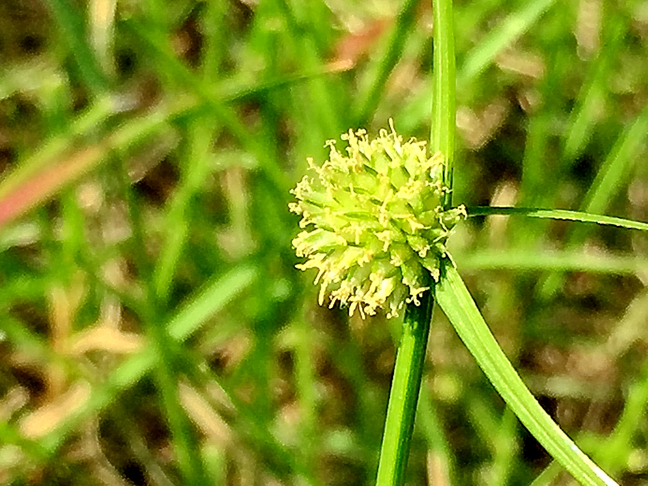カヤツリグサ科 ヒメクグ 姫莎草 奥行き１ｍの果樹園