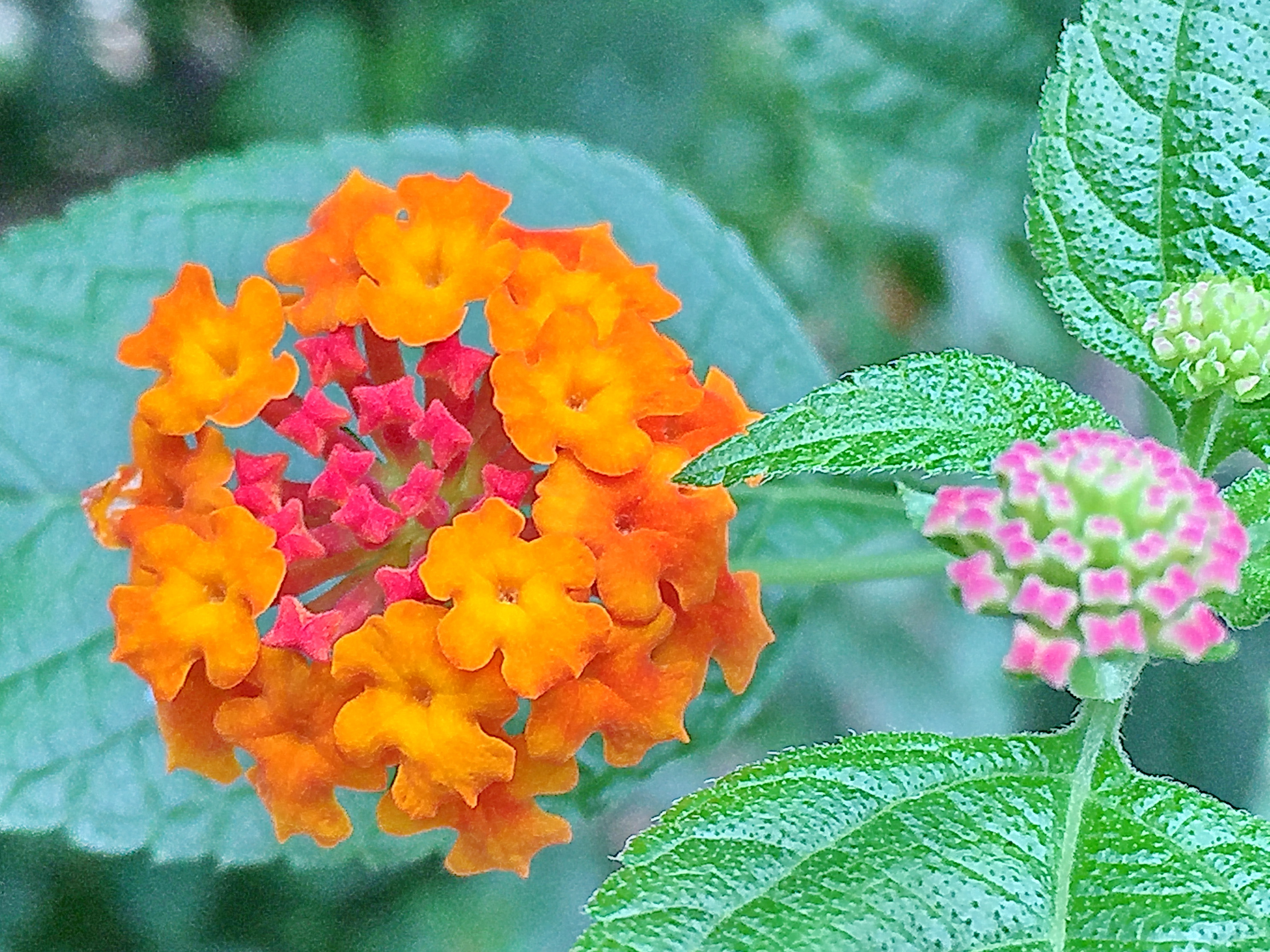 人気提案 ランタナ様 専用ページ 生地 糸 Rskgm Sumselprov Go Id