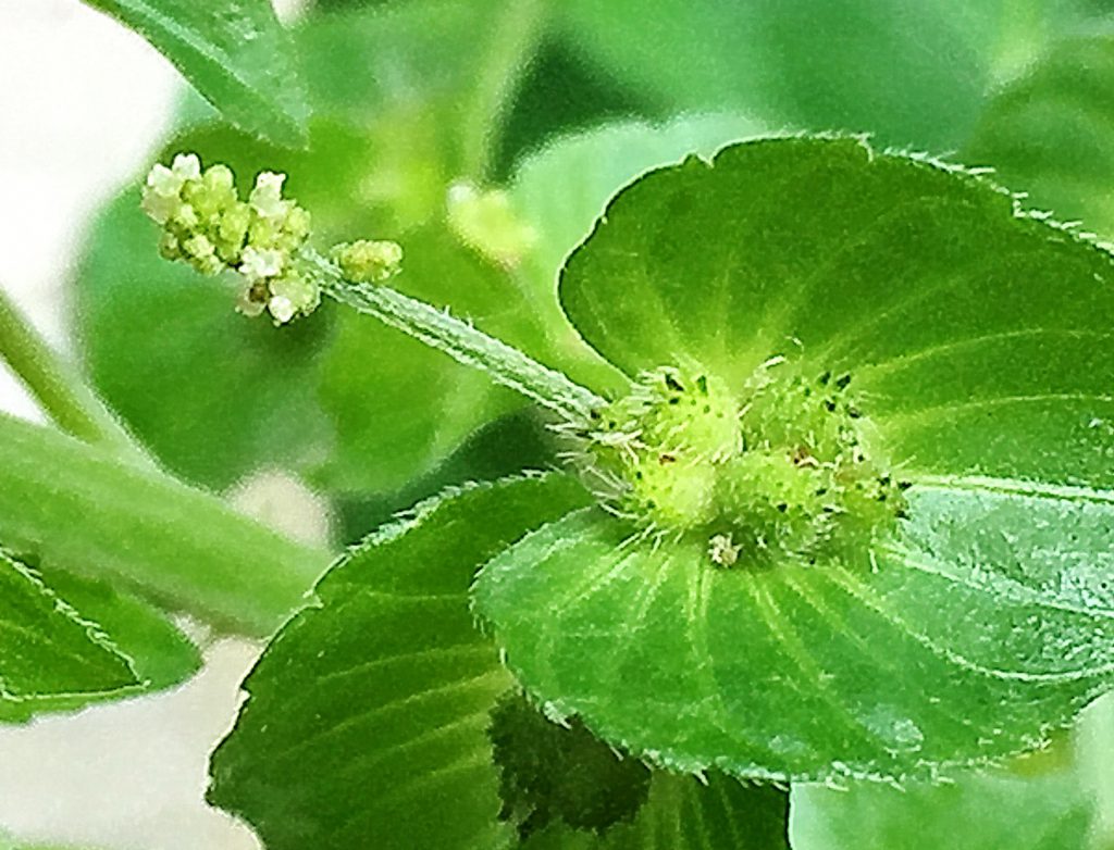 編み笠状の緑色の苞葉に包まれたエノキグサの雌花