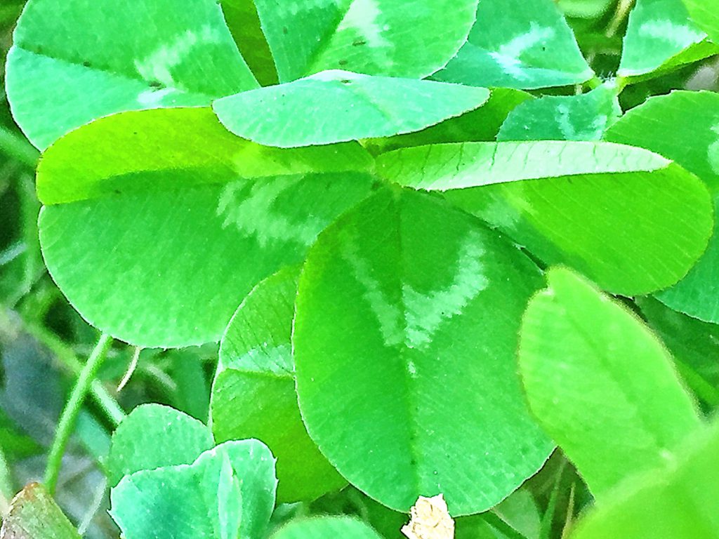 ３小葉からなる複葉でV字の斑紋があるシロツメクサ（白詰草）の葉