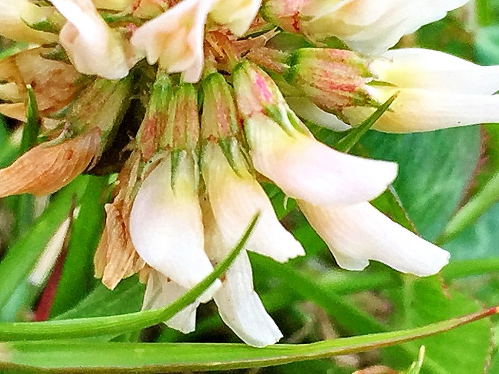 シロツメクサ（白詰草）の花には短い柄があり受粉すると下を向きます
