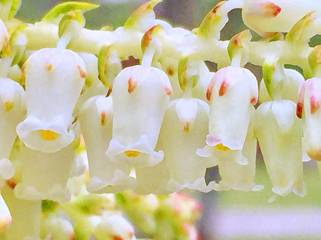 セイヨウイワナンテン・レインボーの白色の小さな壺形の総状花序