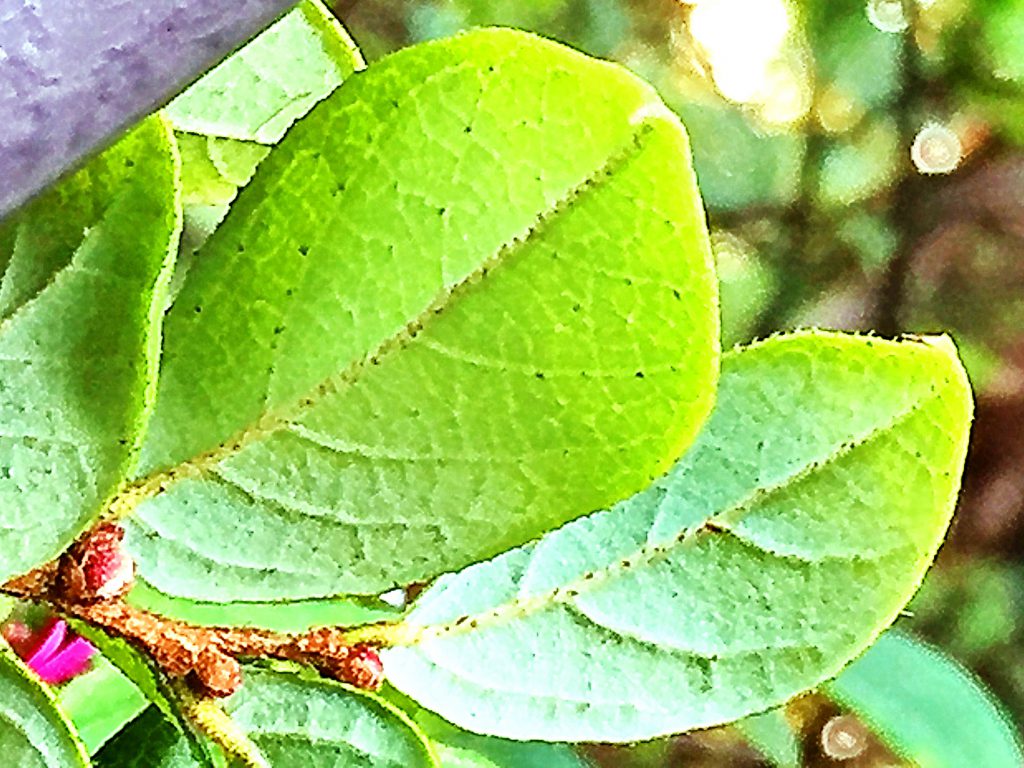 ベニバナトキワマンサクの葉裏、葉脈が隆起して毛が目立ちます。