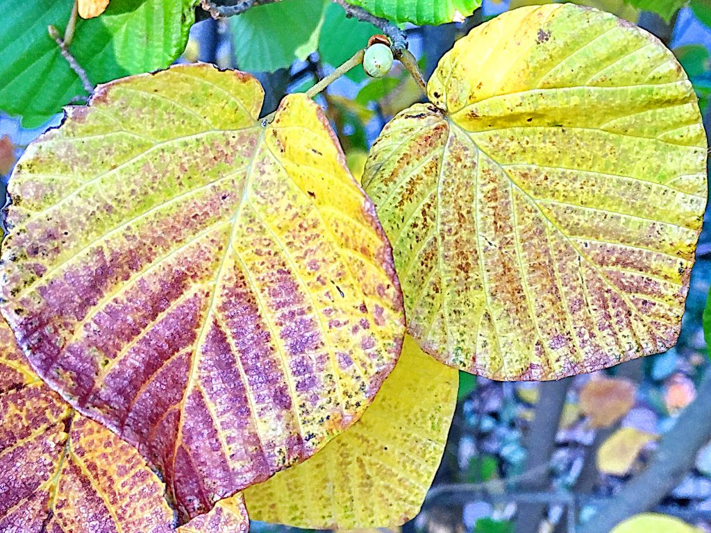 色づいてきたトサミズキの葉