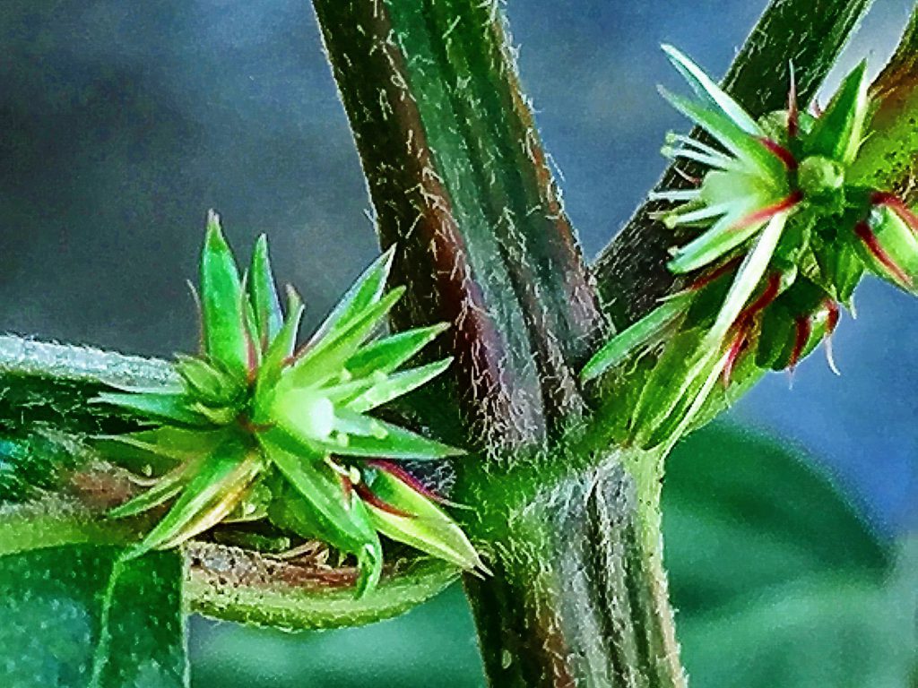 ヒナタイノコヅチ（日向猪子槌）の四角形の茎