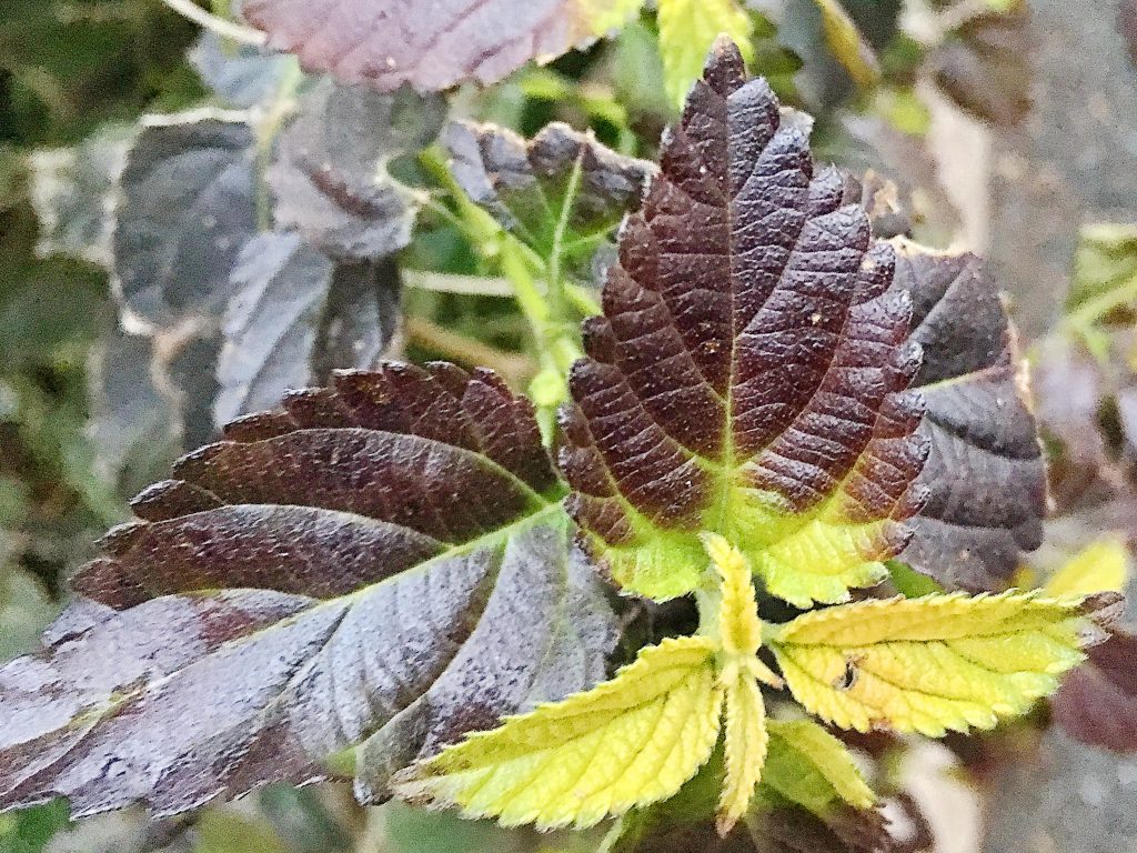 ランタナ　冬の葉