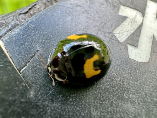 ナミテントウ黒地変形黄２紋