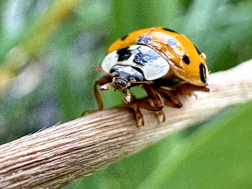 ナミテントウ紅型（黄地黒斑紋）