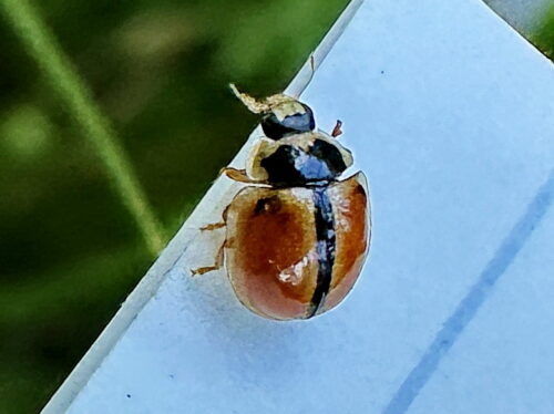 ヒメカメノコテントウセスジ型