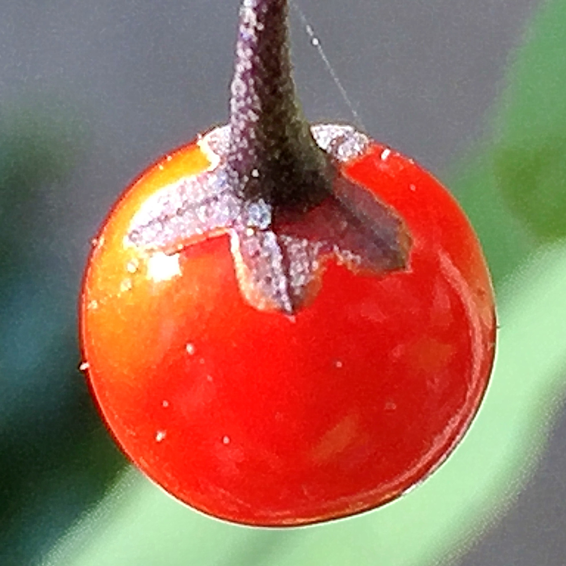 ヒヨドリジョウゴの赤い果実