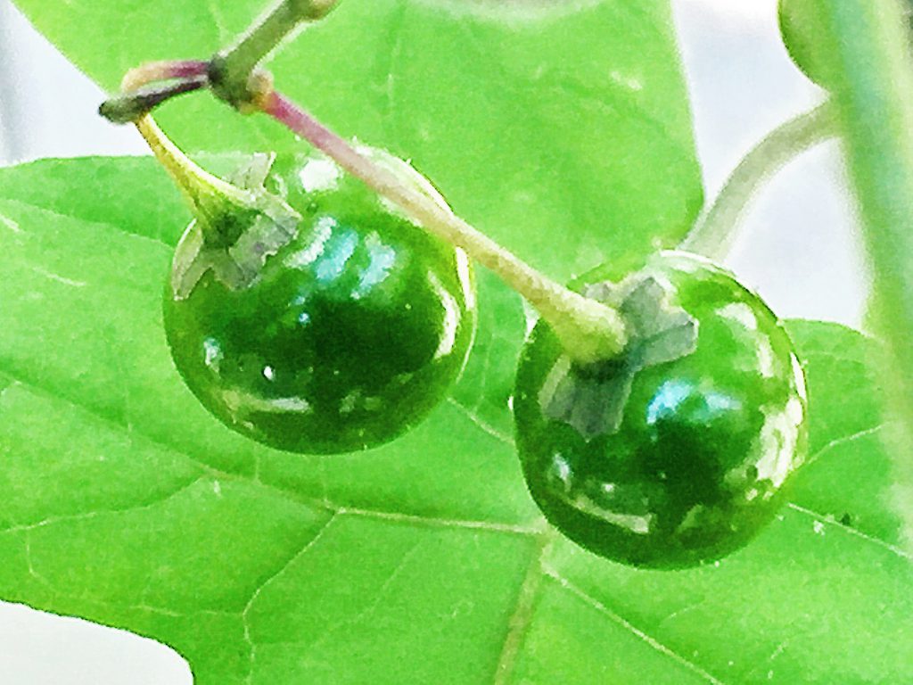ヒヨドリジョウゴ（鵯上戸）の若い果実