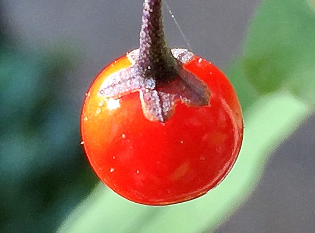 ヒヨドリジョウゴ（鵯上戸）の赤い果実、つぶすと真っ赤な汁が溢れ、トマトのような匂い