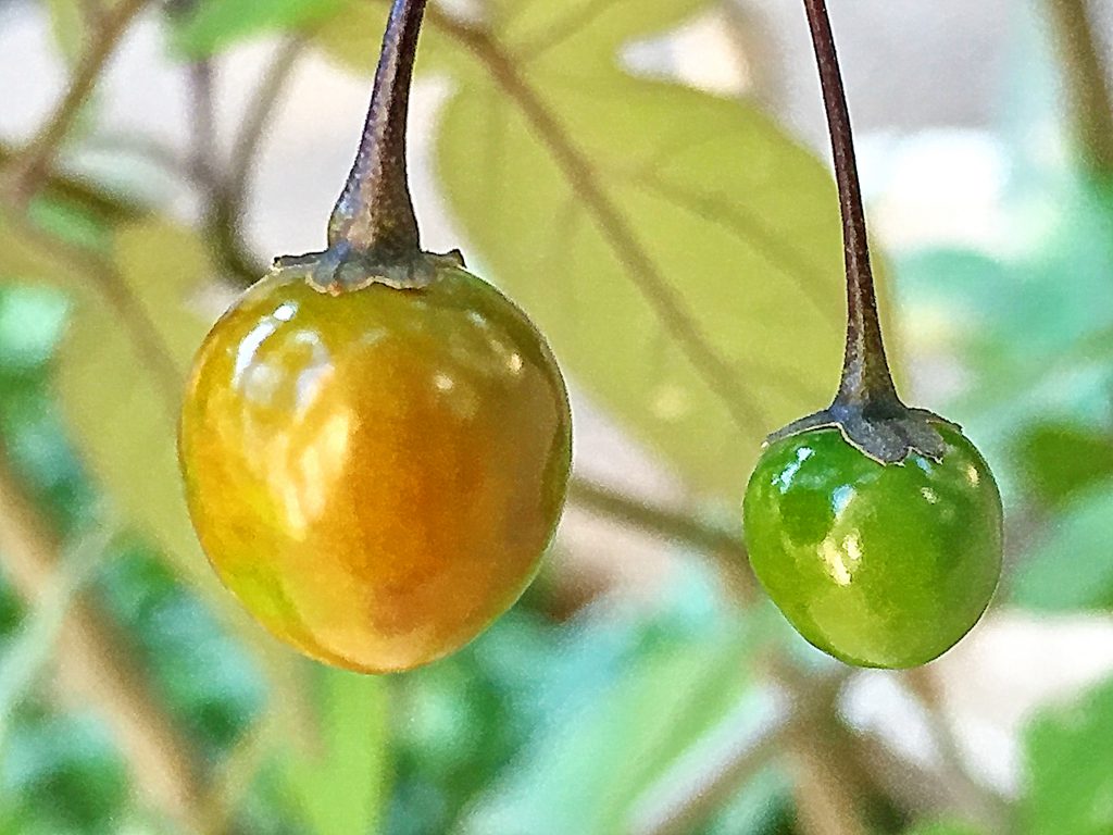 ヒヨドリジョウゴ（鵯上戸）の若い果実
