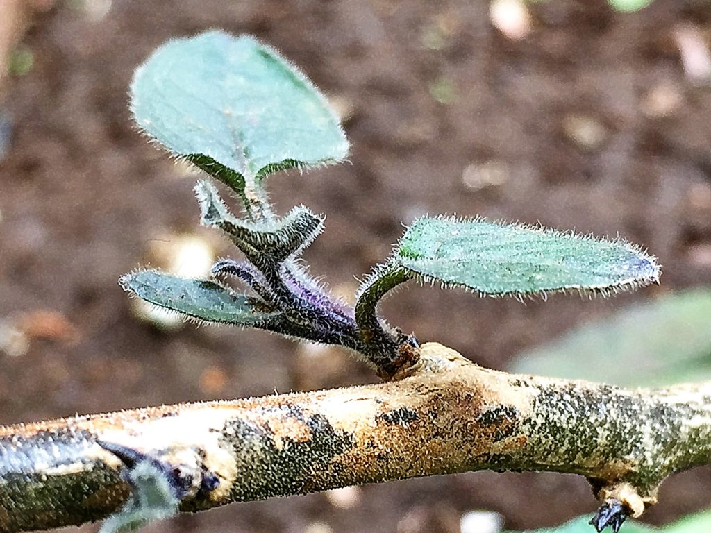 木質化したヒヨドリジョウゴ（鵯上戸）の下部の茎