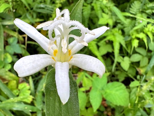 シロバナホトトギス
