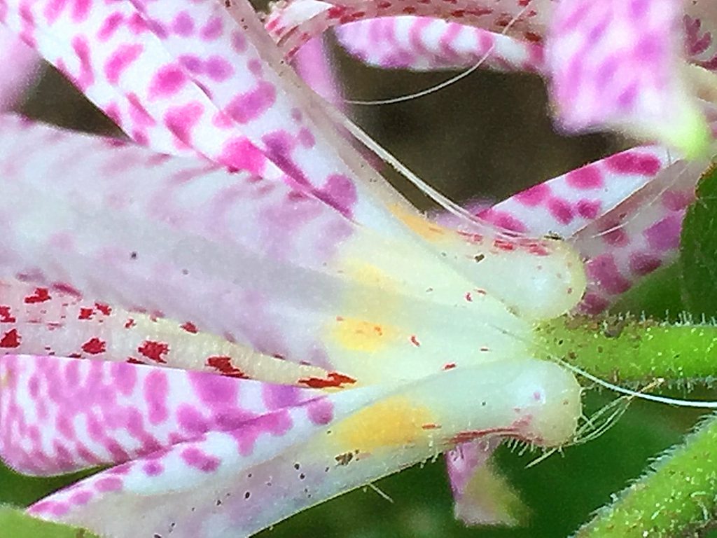 ホトトギスの黄色い斑点は蜜のありかを示す昆虫への目印