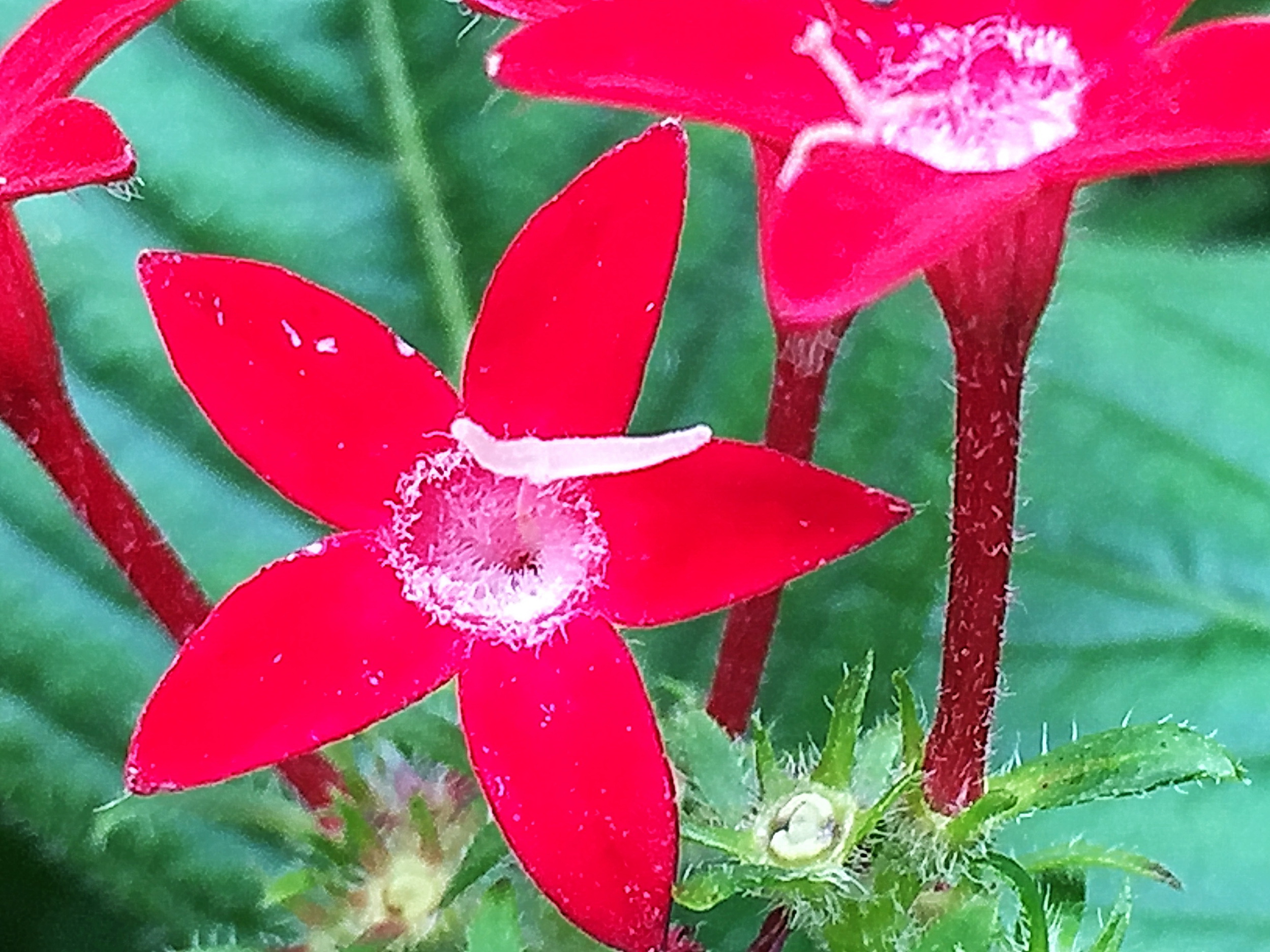 アカネ科 ペンタス 奥行き１ｍの果樹園